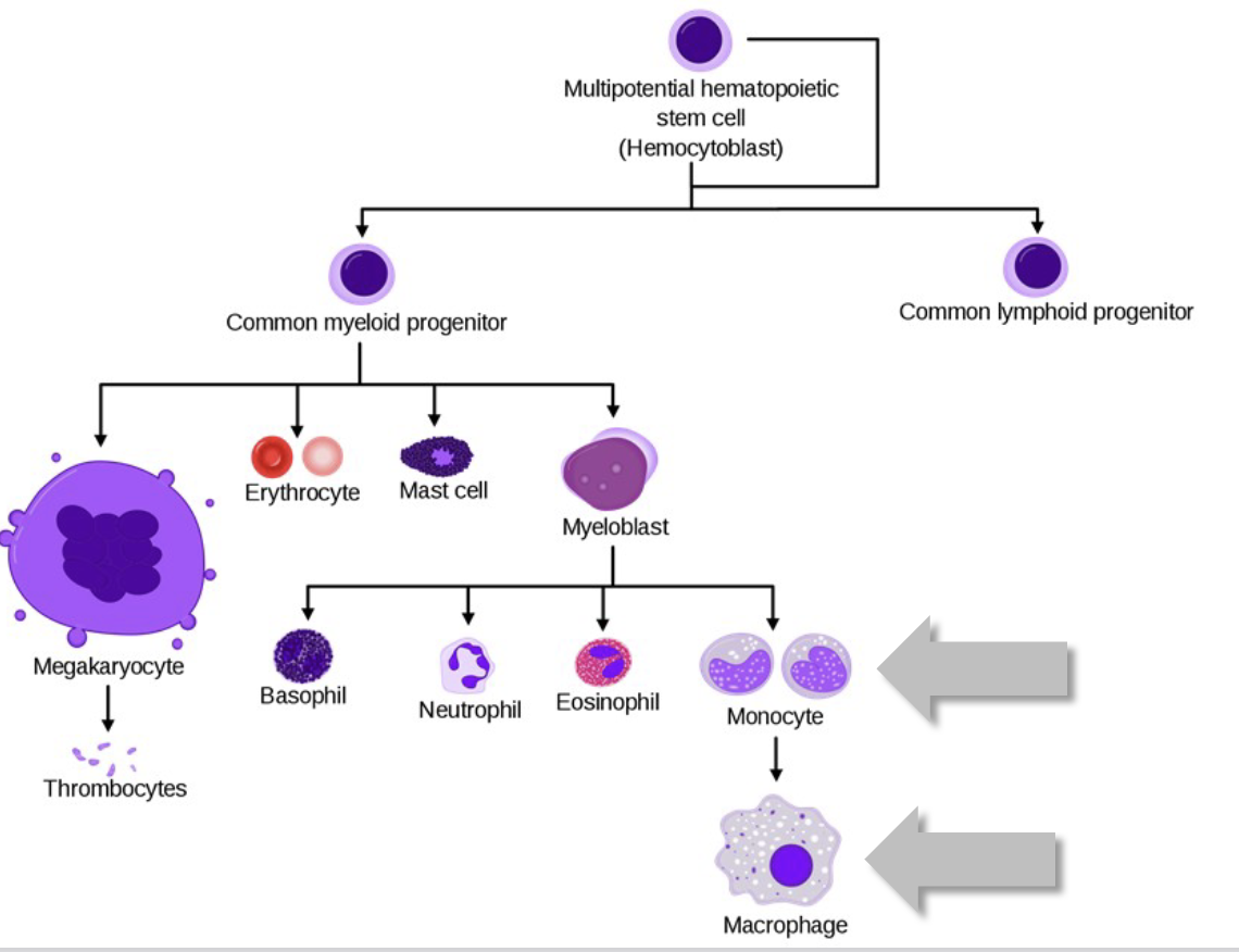 <p>Mononuclear Phagocytes</p><ul><li><p>how do these cells begin? what do they become?</p></li><li><p>what happens when they convert?</p></li><li><p>morphology?</p></li></ul><p></p>