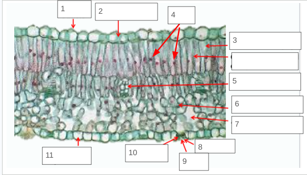 <p>Label 11</p>