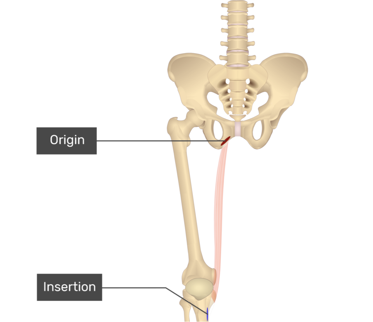 <p>gracilis</p>