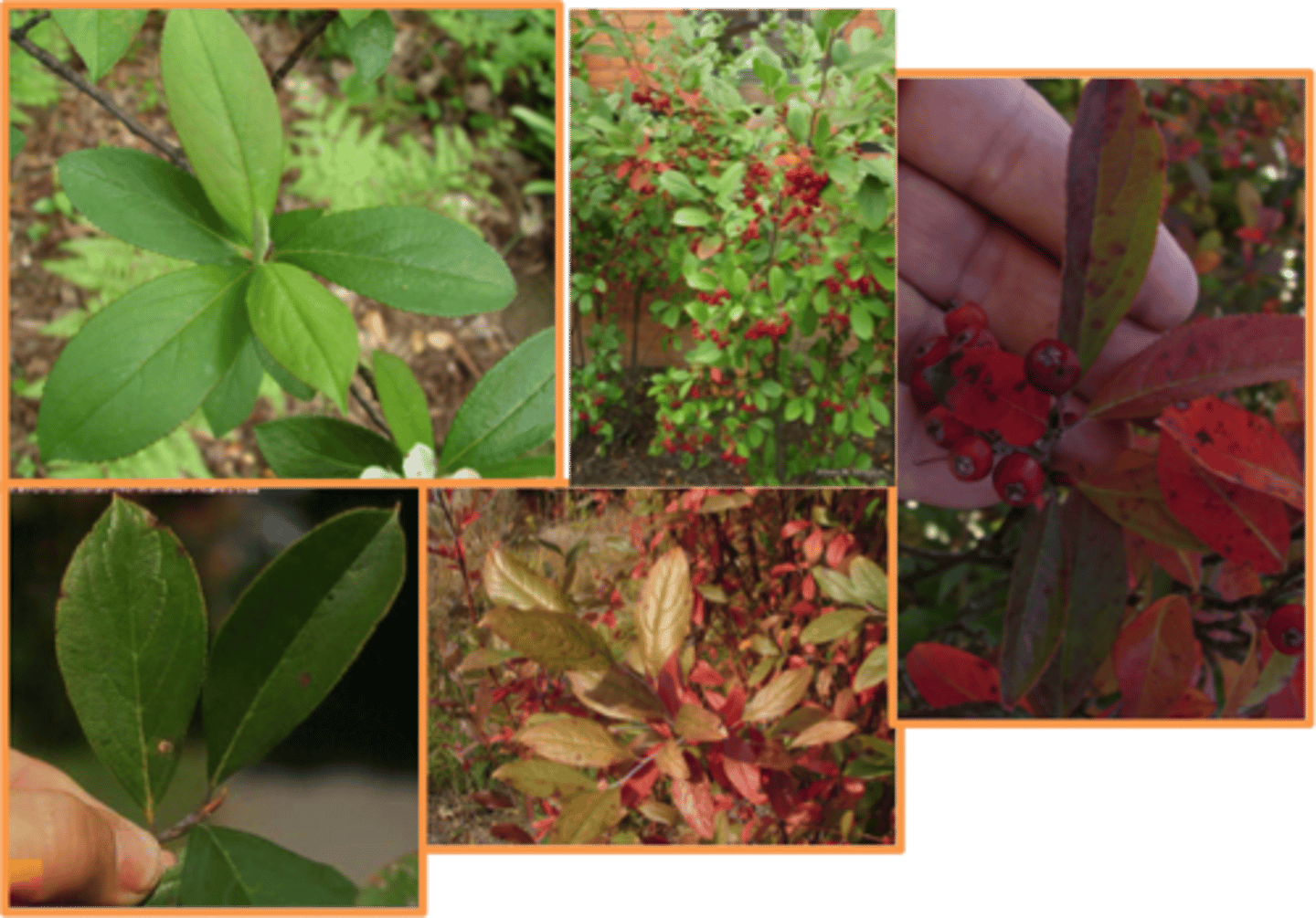 <p>Berries eaten by birds and mammals<br>Native<br>Shrub</p>