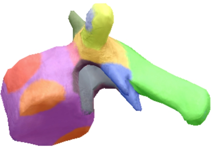 <p>Where is the inferior articular processes facets located in the thoracic spine vertebra?</p>