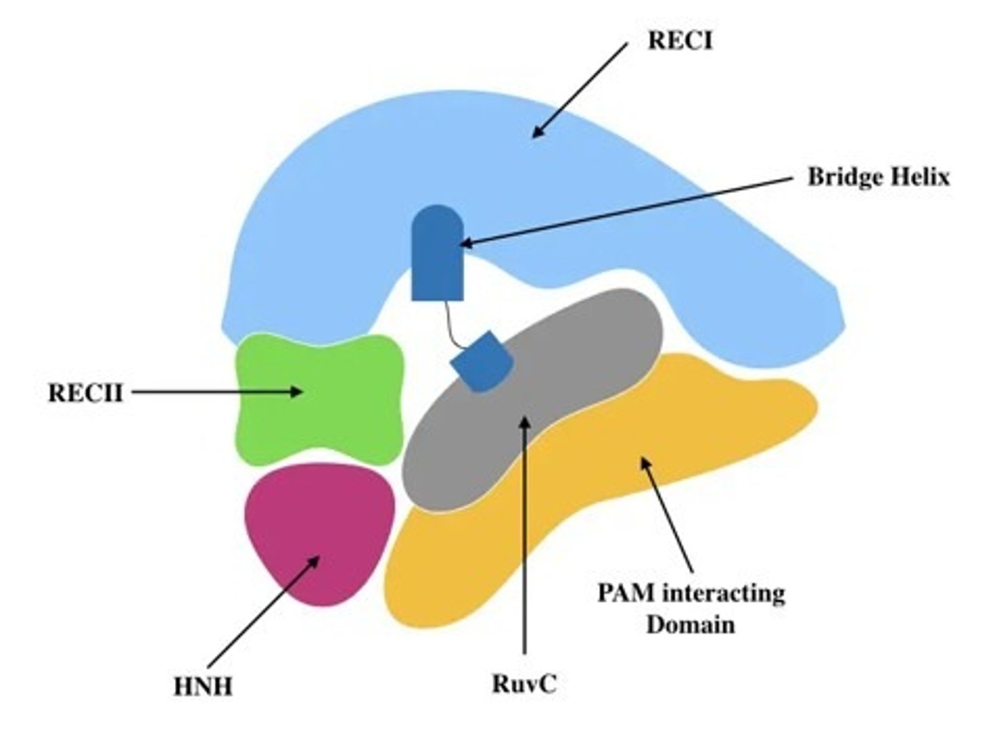 <p>Rec I and II - foreign recognition, complementary base pairing between the spacer element and the viral dsDNA</p><p>HNH and RuyC - nuclease, each cuts one of the strands of the viral DNA to result in the dsDNA break</p><p>Pam domain - interacts with the PAM sequence to confirm foreign DNA presence, without this sequence no strand breaks would occur</p>