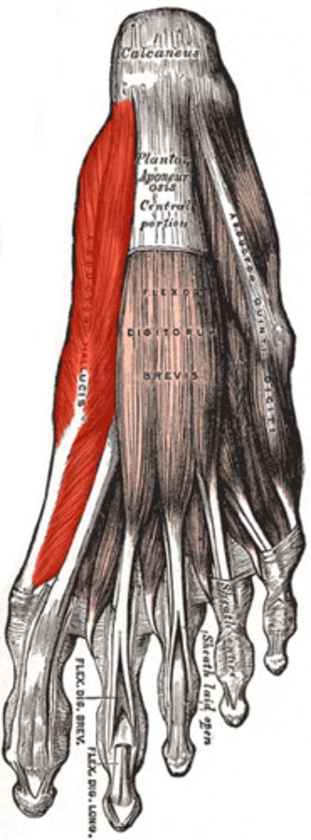 <p>abducts great toe</p>