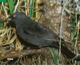 <p><span><span>Euphagus carolinus </span></span></p>