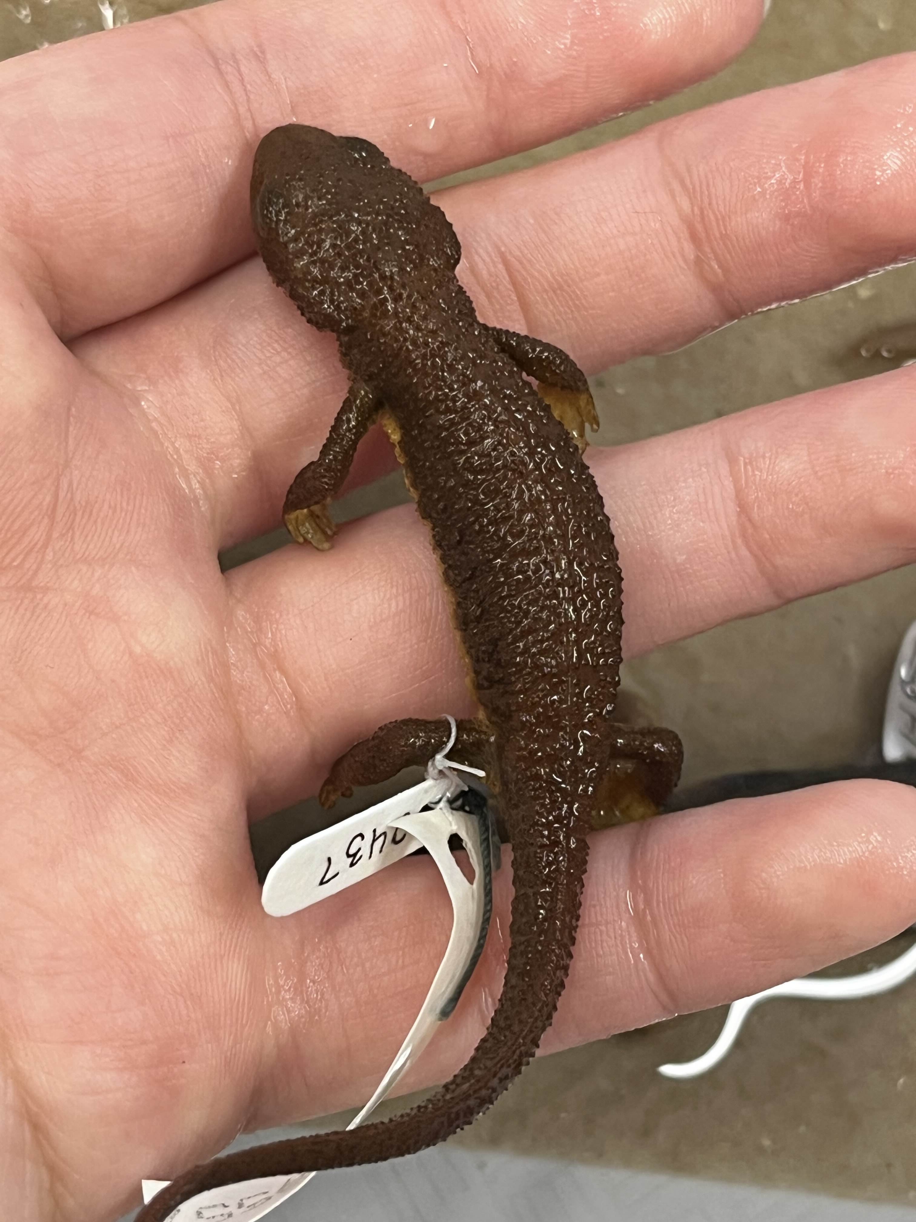 <p>Family and Genus + Species?</p><ul><li><p>rough skin</p></li><li><p>eyes doesn’t bulge</p></li><li><p><strong>Ventral color doesn’t reach eye</strong></p></li><li><p>Eye is not lighter color</p></li><li><p>Green eyes</p></li><li><p>NW Cali</p></li></ul><p></p>