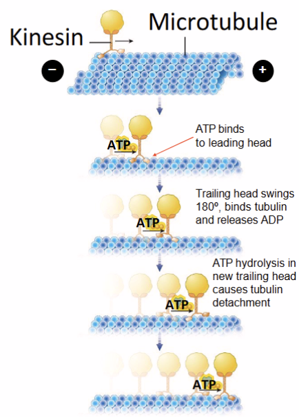 <ol><li><p>ATP binding to the <strong>leading head</strong> (the one on the right) <strong>induces a conformational change that swings the trailing head</strong> (the one on the</p><p>left) 180º towards the (+) end of the microtubule. This is the force-generating step</p></li><li><p>The new leading head quickly <strong>binds</strong> to a tubulin subunit and <strong>releases</strong> its ADP, moving the kinesin’s cargo forward</p></li><li><p>In the trailing head, ATP is hydrolyzed to ADP, which leads to <strong>detachment</strong> from the microtubule</p></li><li><p>ATP binds to the leading head to <strong>repeat</strong> the reaction cycle</p></li></ol><p></p>