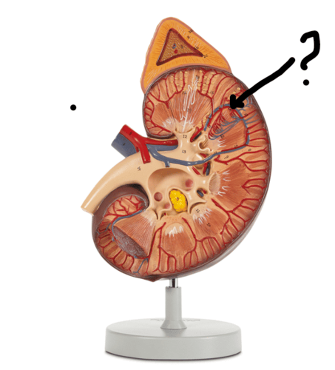 <p>Name this vessel (red)</p>