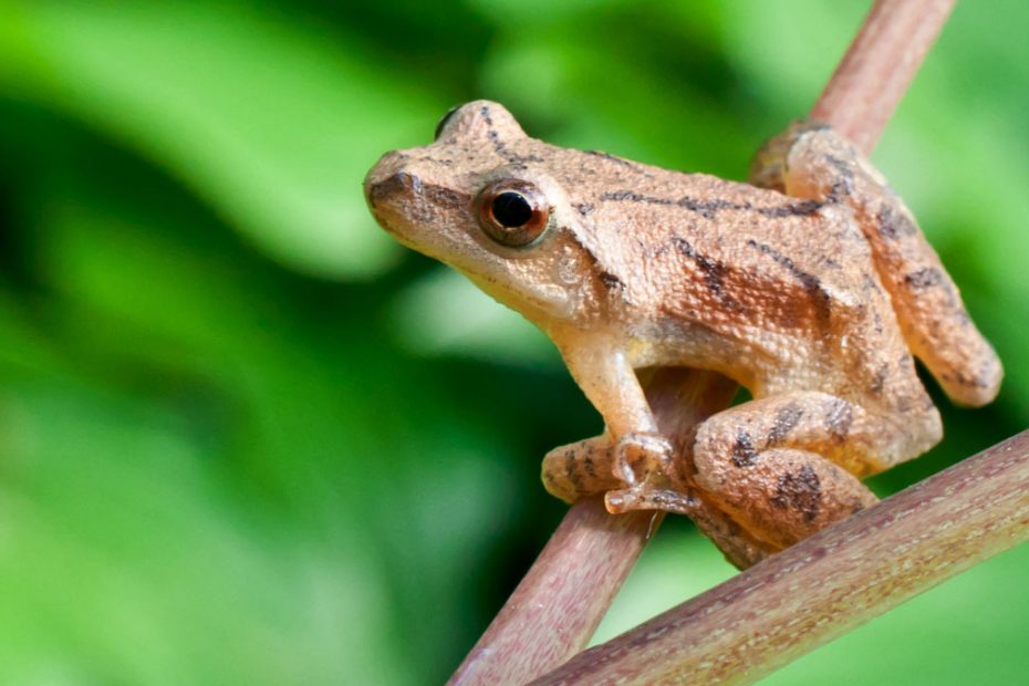<p>Spring peeper</p>