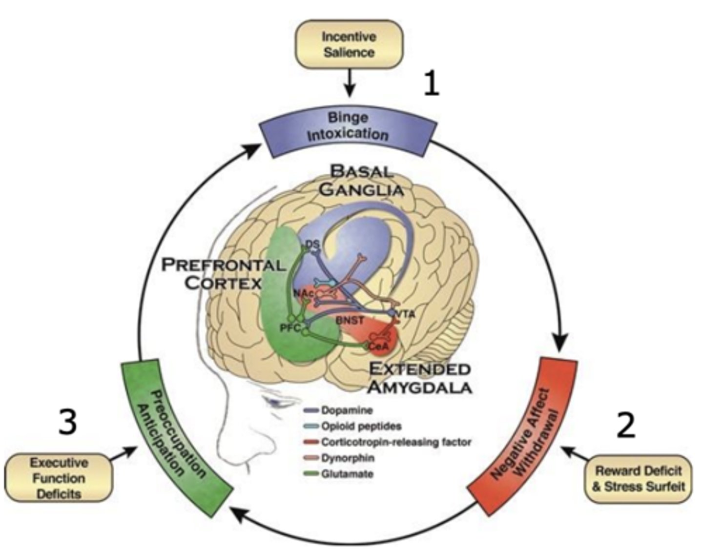 <p>1. Increases reward sensitivity (dopamine, basal ganglia)</p><p>2. Increased negative affect (CRF, amygdala)</p><p>3. Impaired executive function (glutamate, cortex)</p>