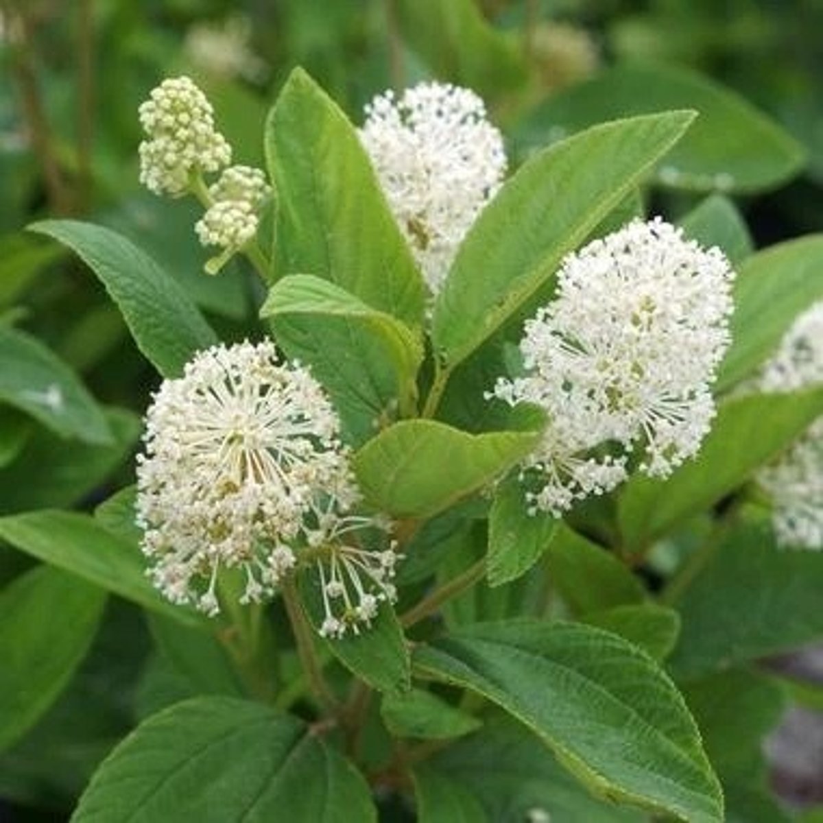 <p>Part Used: Dried leaves; dried root bark and fresh leaves</p><p>Actions: Astringent*, antispasmodic, splenic/liver tonic; hypotensive</p><p>Indications: GI bleeds*; fatty liver, hepatitis, splenomegaly; skin irritation, sores; bronchitis, asthma, cough, HPTN, dysentery</p><p>SE:</p><p>CI:</p><p>"Cean the American had fatty liver, stomach ulcers, lousy lungs (asthma, cough, bronchitis) and nasty skin"</p>