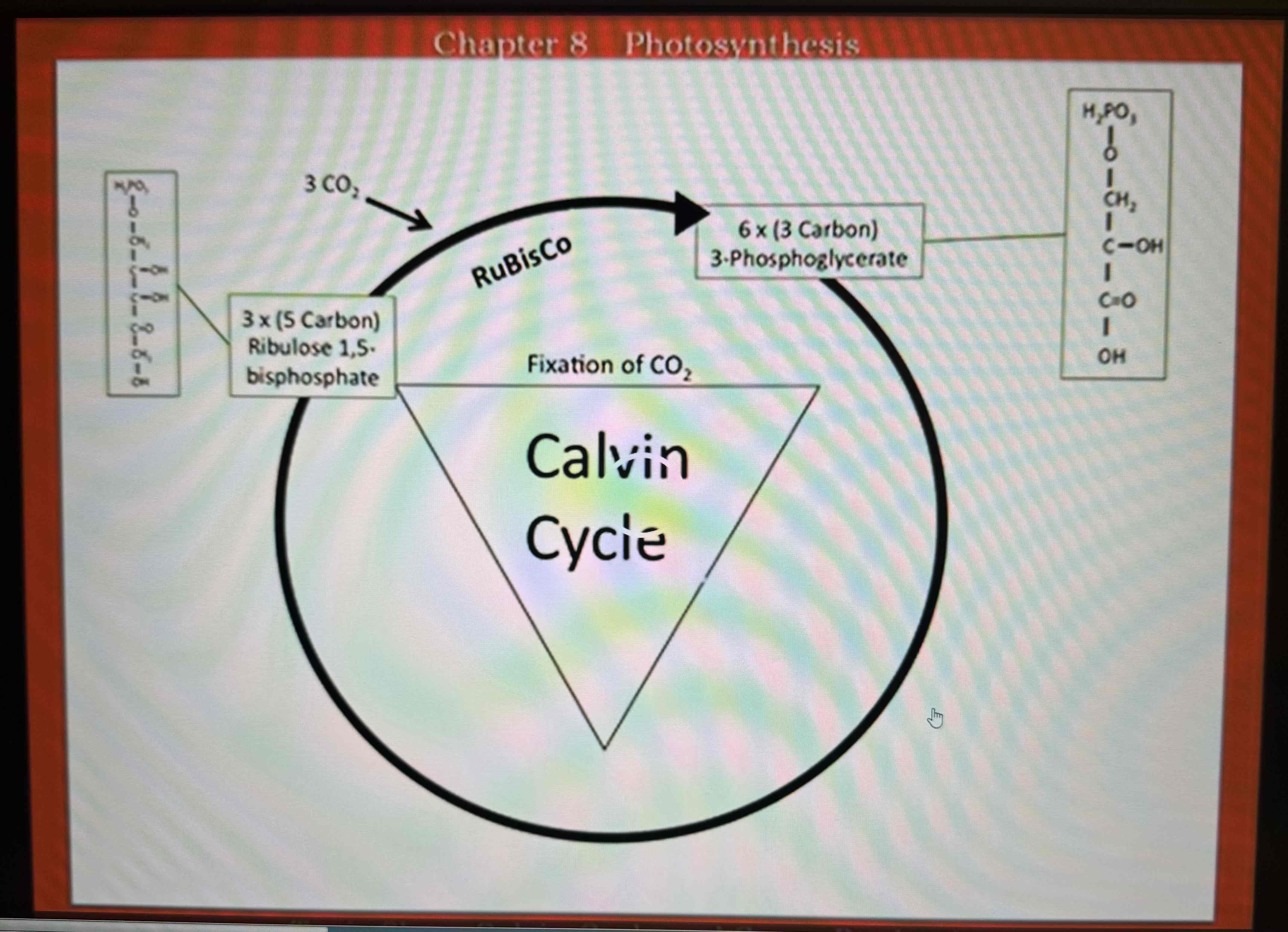 <p>Fixation of CO2</p>