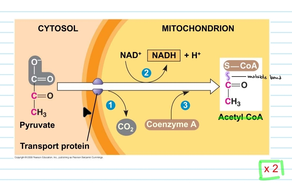 <p>pyruvate oxidation (pre-citric acid cycle)</p>