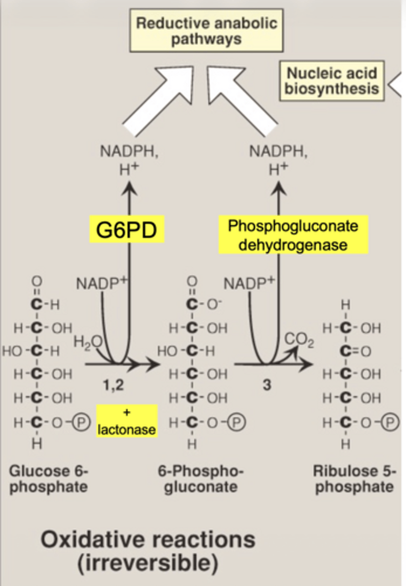 <p>another NADPH is produced</p>