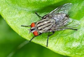 <p>Flies</p>