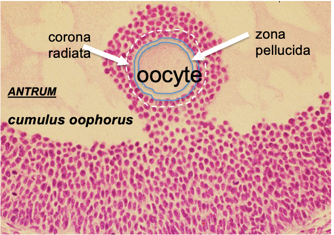 Surrounds secondary oocyte and polar body

* Roles are: binds spermatozoa, species-specific barriers