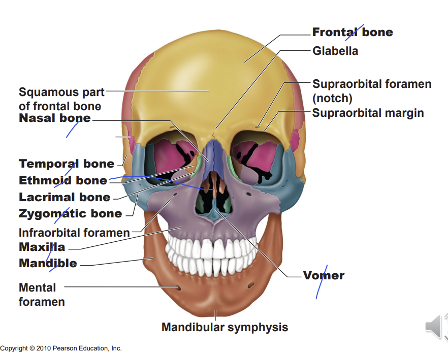 <p>depression - lacrimal fossa holds the lacrimal sac</p>