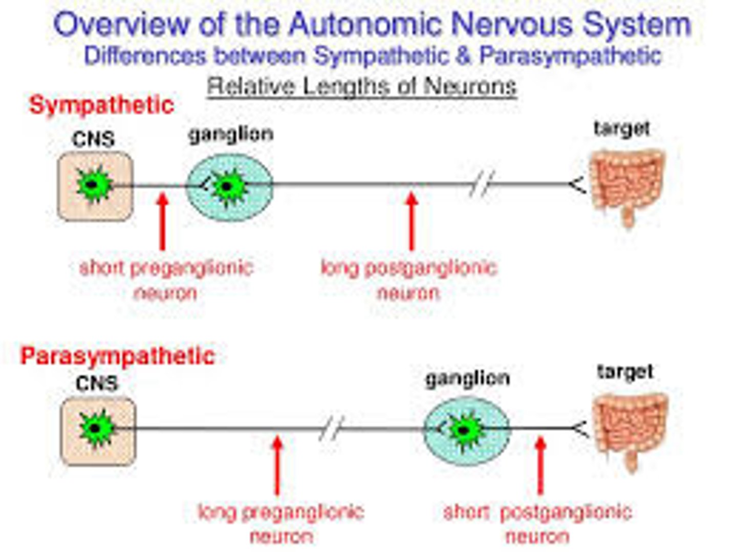 <p>(B) long, short</p><p>The Parasympathetic nervous system's first neuron has a long first axon, and short second axon.</p>