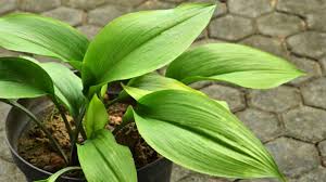 <p>Cast Iron Plant </p>