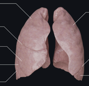 <p>What view of the lungs is this?</p>