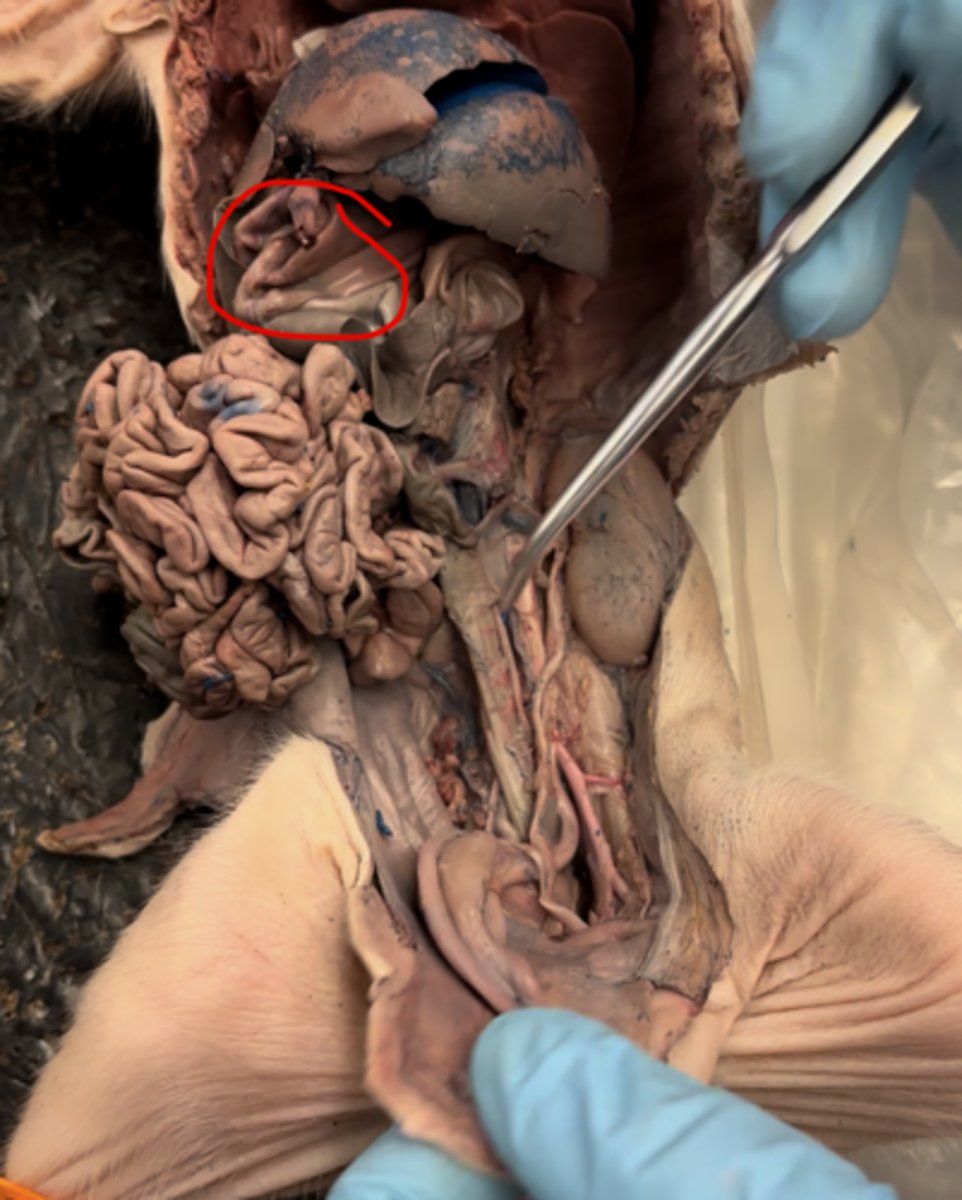 <p>high oxygenated blood</p>