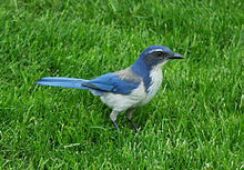 <p><strong>California Scrub Jay</strong> </p>