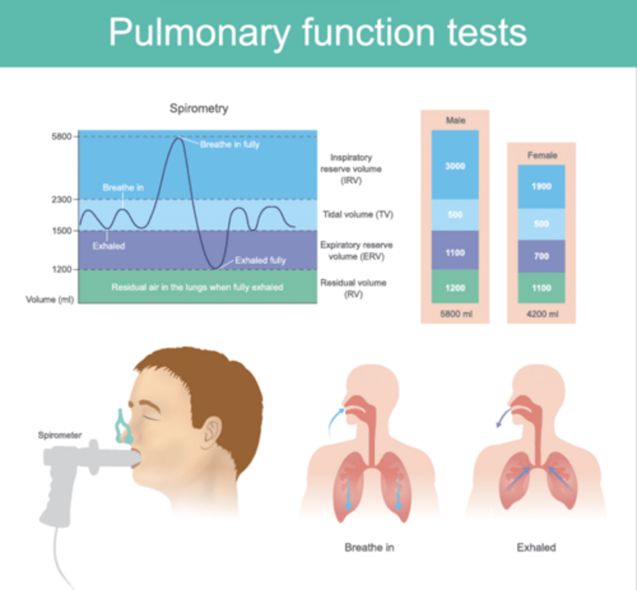 <p>Residual Volume (keeps lungs inflated, cannot be measured by spirometry)</p>
