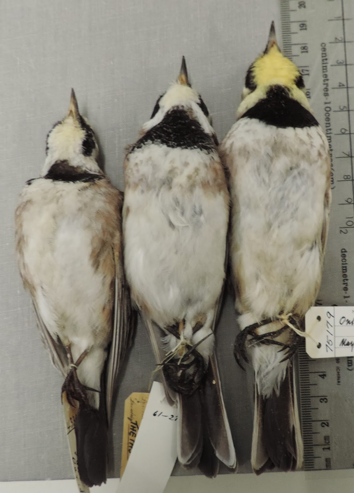 <p>Horned Lark (<em>Eremophila alpestris</em>)</p>