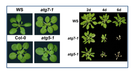 <p>Cannot tolerate starvation (days recovery after darkness.</p><p>Starvation-sensitive and shows runaway cell death.</p><p>Autophagy allows for recovery from starvation damage.</p>