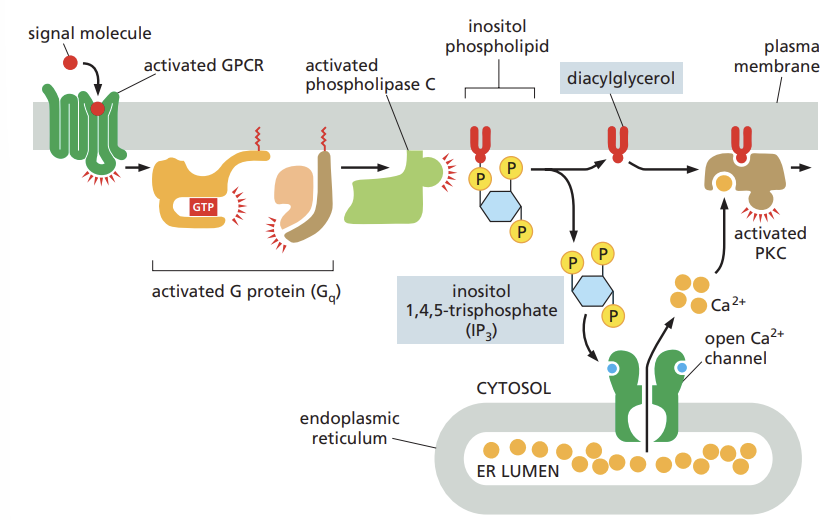 <ul><li><p>phospholipase C (PLC) activated by GCPRs or RTKs</p></li><li><p>once activated PLC propagates the signal by cleaving a lipid molecule that is a component of the plasma membrane</p></li><li><p>this cleavage produces two second messenger molecules: inositol 1,4,5-trisphosphate (IP3) and diacylglycerol (DAG)</p><p></p></li></ul><p></p>