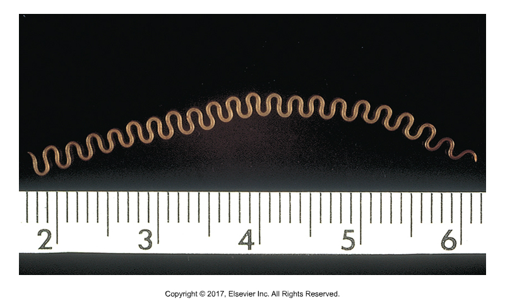 <p>Esophageal worm of ruminants</p><ul><li><p>Found: Worldwide​</p></li><li><p>Affects: Sheep, goats, cattle (more rarely pigs and horses)​</p></li><li><p>Adult worms live in esophagus, embeds in mucosal lining​</p></li><li><p>Ingestion of intermediate host is the dung beetle or cockroach​</p></li><li><p>"Worms with bumps" - zigzag shape​</p></li><li><p>Eggs seen on fecal flotation</p></li></ul><p></p>