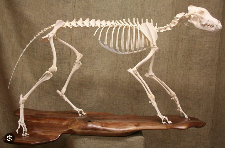 <p>Family Canidae</p>