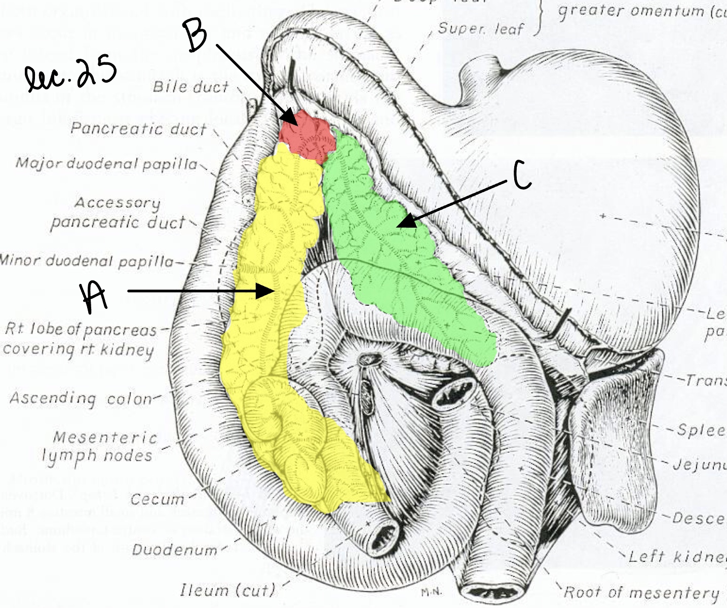 <p>Name the structure(s) indicated by a, b, and c.</p>