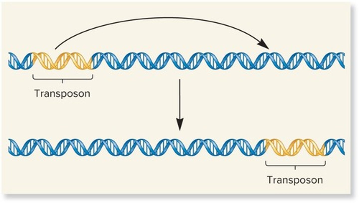 <p>Small, mobile DNA segments that can move within the genome, sometimes referred to as 'jumping genes'.</p>