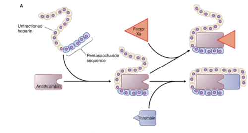 polysaccharide that binds and activates antithrombin 

antithrombin inhibits thrombin and other clotting factors 

immediate effect, useful for acute clotting risk