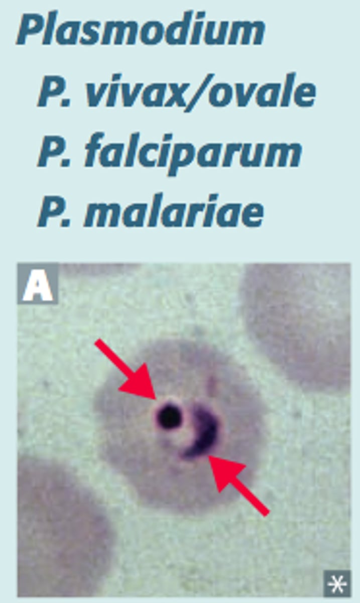 <p>mosquito; sporozoites</p>