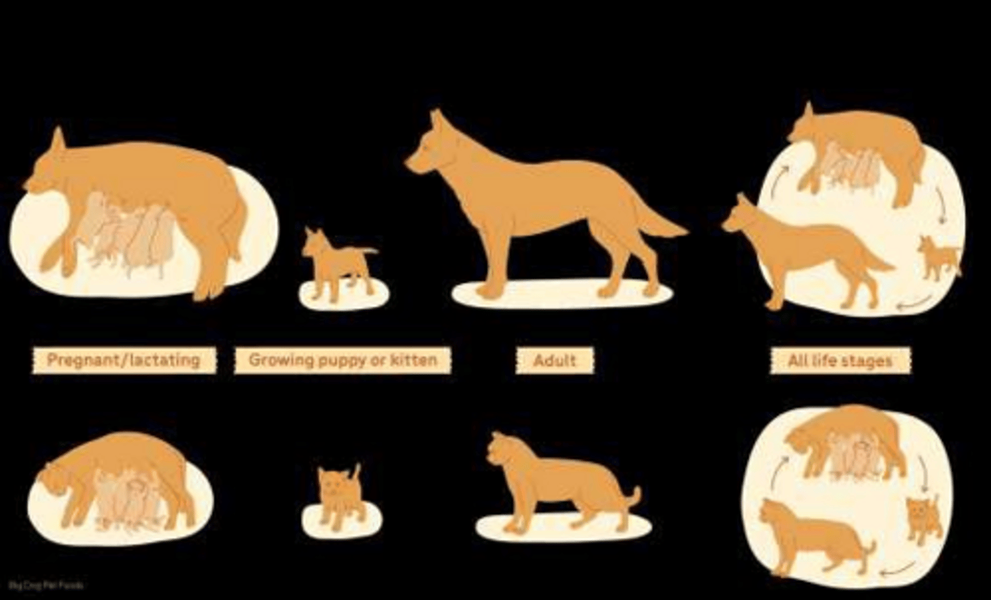 <p>High calorie content for energy demands, increased protein for fetal tissue and milk production, higher fat for concentrated energy, and increased vitamins/minerals (Ca and Phos) and Essential Fatty Acids.</p>