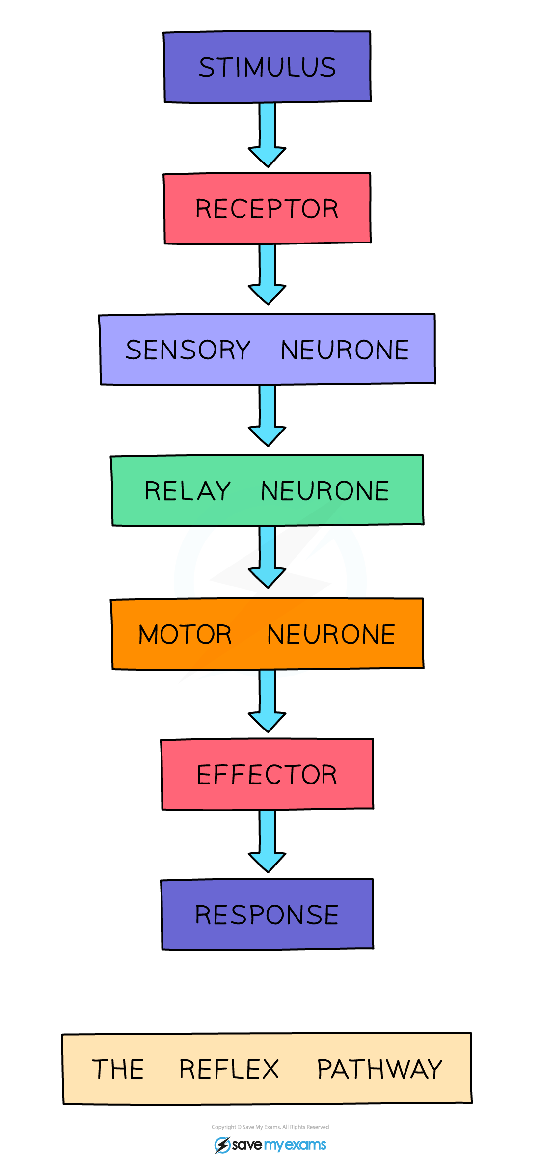 <p>Receptor, sensory neurone, relay neurone, motor neurone, effector</p>
