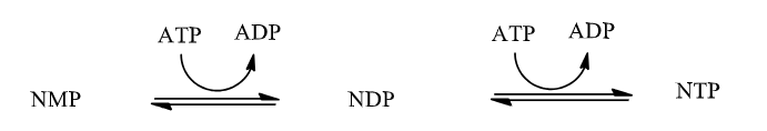 <p>Nucleotide Interconversions</p>