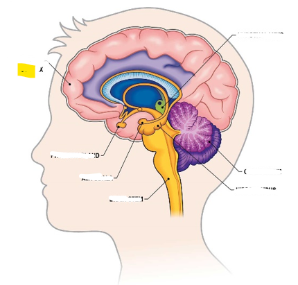 <p>Hvaða hlut i heilans er þetta?</p>