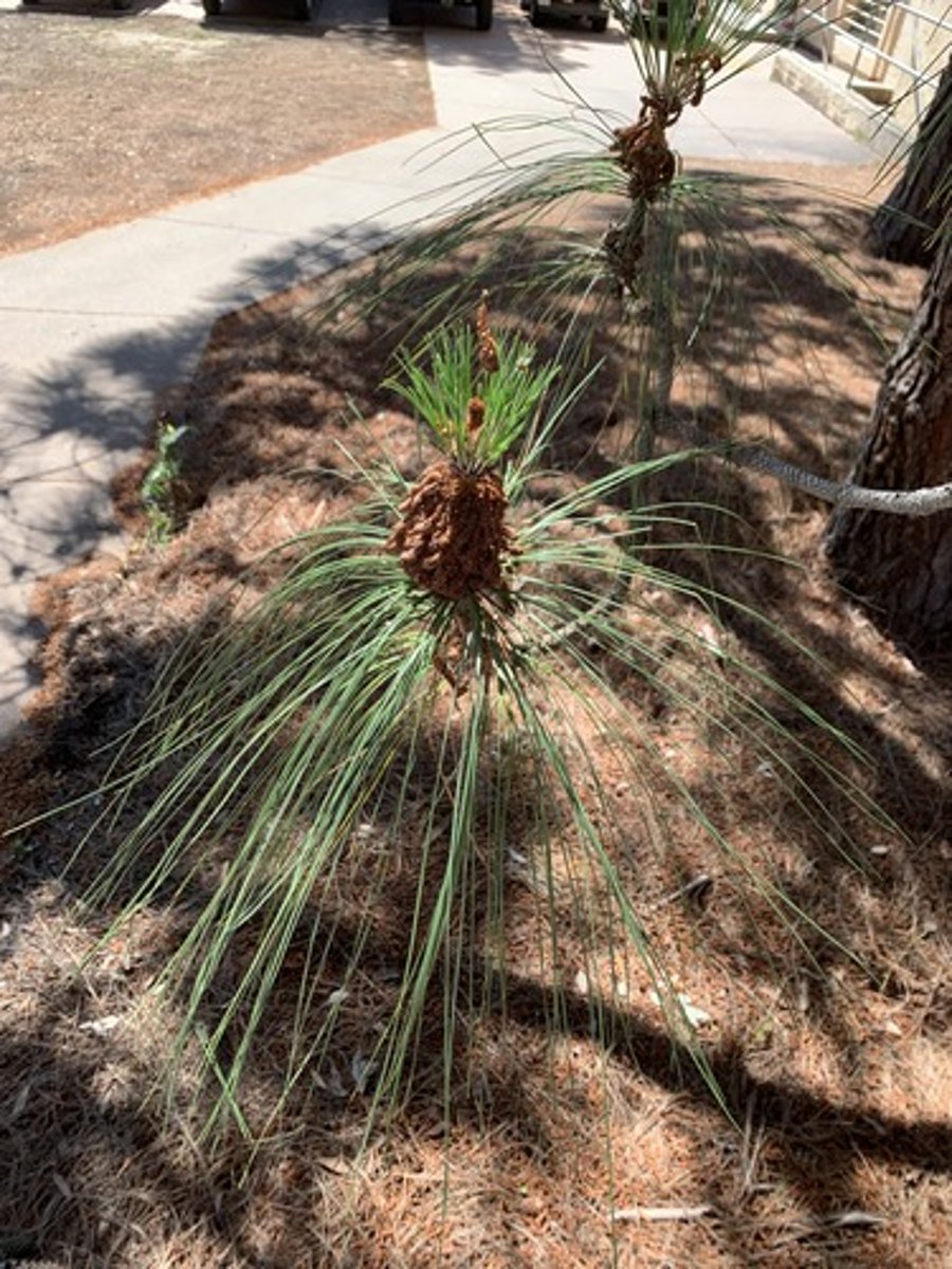 <p>long needles 9" - 12" with shiny and graceful look, stamen stacked looks like pineapple. Tends to be more branches and has much lighter appearance</p>