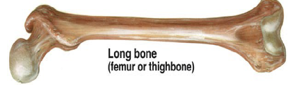 <p>Femur, tibia, fibula, phalanges</p>