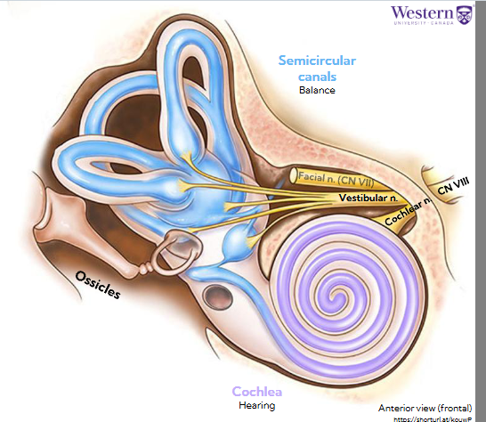 <ul><li><p><span style="background-color: transparent;"><span>The inner ear is made up of two fluid-filled spaces – the semicircular canals, which are involved in balance, and the cochlea, which is the primary organ of hearing</span></span></p></li><li><p><span style="background-color: transparent;"><span>Send signals back through vestibular cochlear nerve</span></span></p><ul><li><p><span style="background-color: transparent;"><span>Vestibular branch comes from semicircular canals</span></span></p></li><li><p><span style="background-color: transparent;"><span>Cochlear branch comes from cochlea</span></span></p></li><li><p><span style="background-color: transparent;"><span>They join to form CN VIII</span></span></p></li></ul></li></ul><p></p>