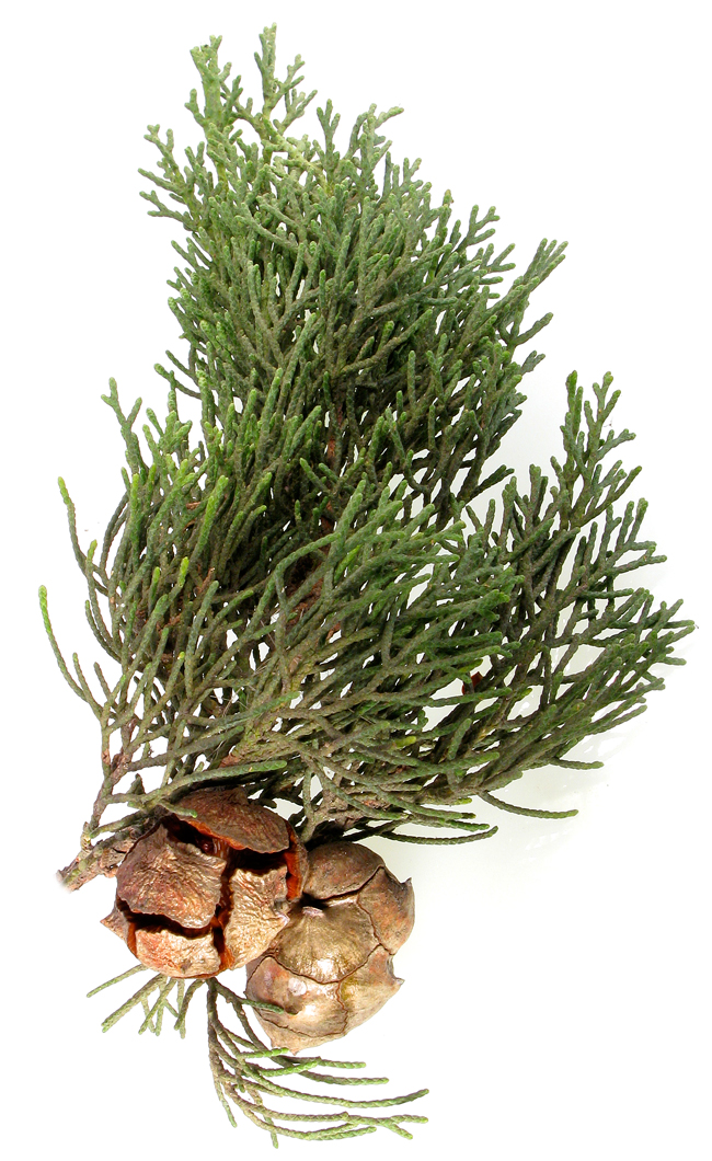 <p>Italian cypress</p>