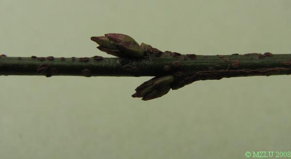 <p><strong><em>Euonymus verrucosus</em></strong></p><p>Pupeny <strong>vstřícné</strong>,<strong> </strong>vejcovité, malé, žlutozelené, s&nbsp;tmavě lemovanými šupinami.</p><p class="Norml-Skripta" style="text-align: justify">Letorosty tenké, zelené, hustě <strong>pokryté&nbsp;červenohnědými bradavičkami.</strong></p>