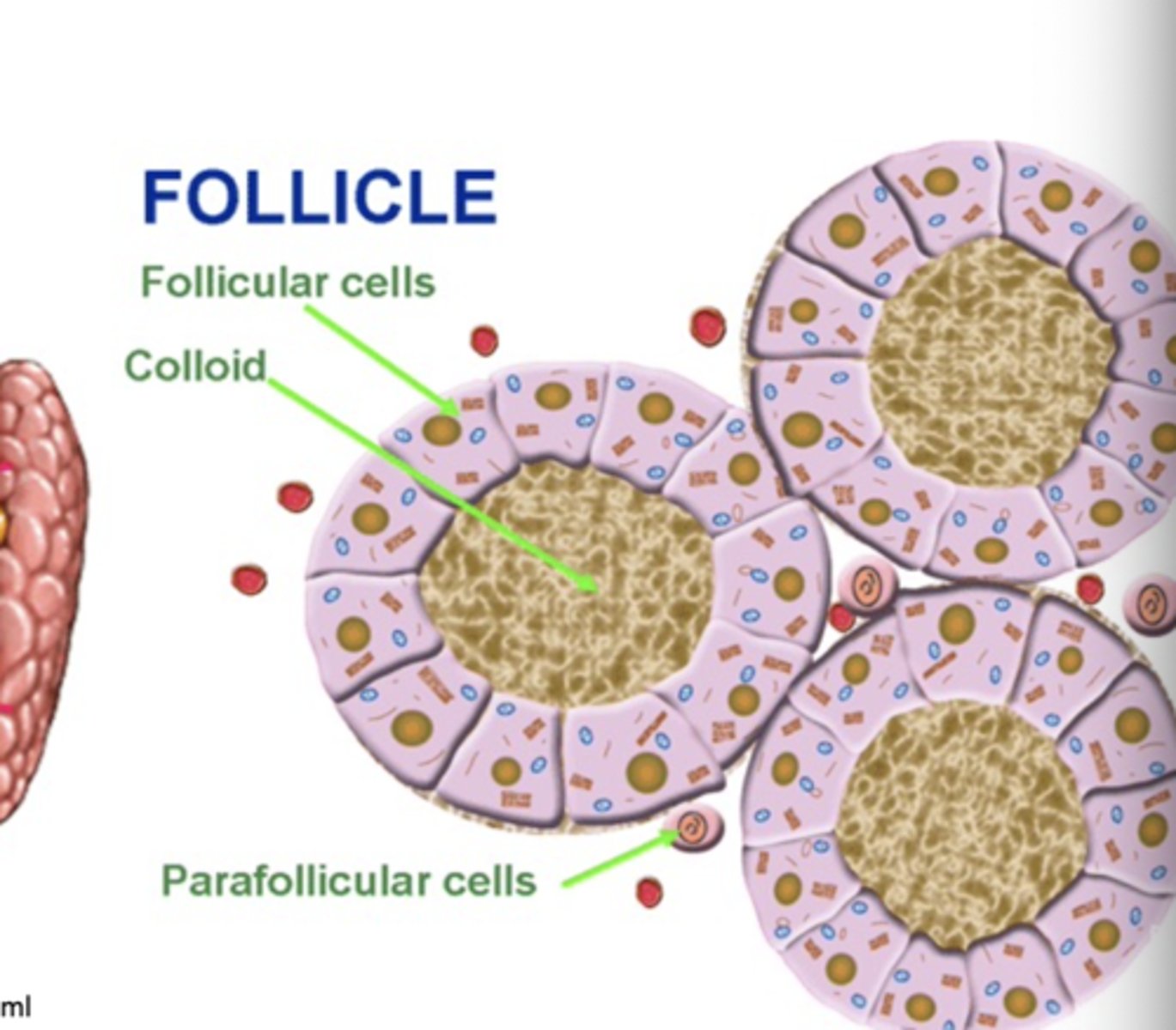 <p>functional unit of the thyroid gland that secrete T4 and T3</p><p>- contain a protein filled colloid (containing thyroglobulin that becomes T4 and T3)</p><p>- C cells (parafollicular cells) release calcitonin</p>