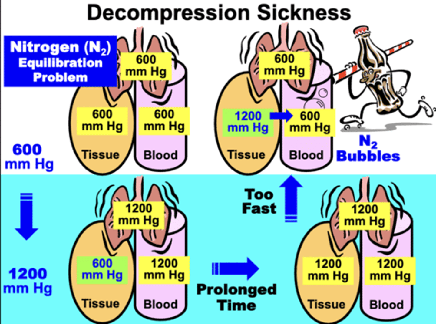<p>AKA: the Bends, Caissons Disease, Dysbarism</p><p>results from:</p><p>- the hyperbaric conditions of descending below sea level due to two factors:</p><p>▪ Remaining at sub-sea level depths for a prolonged time</p><p>▪ Ascending too fast to the surface</p><p>related to:</p><p>- to difficulties in nitrogen (N2) re-equilibration between the tissue and blood compartments during rapid ascent from depths</p>