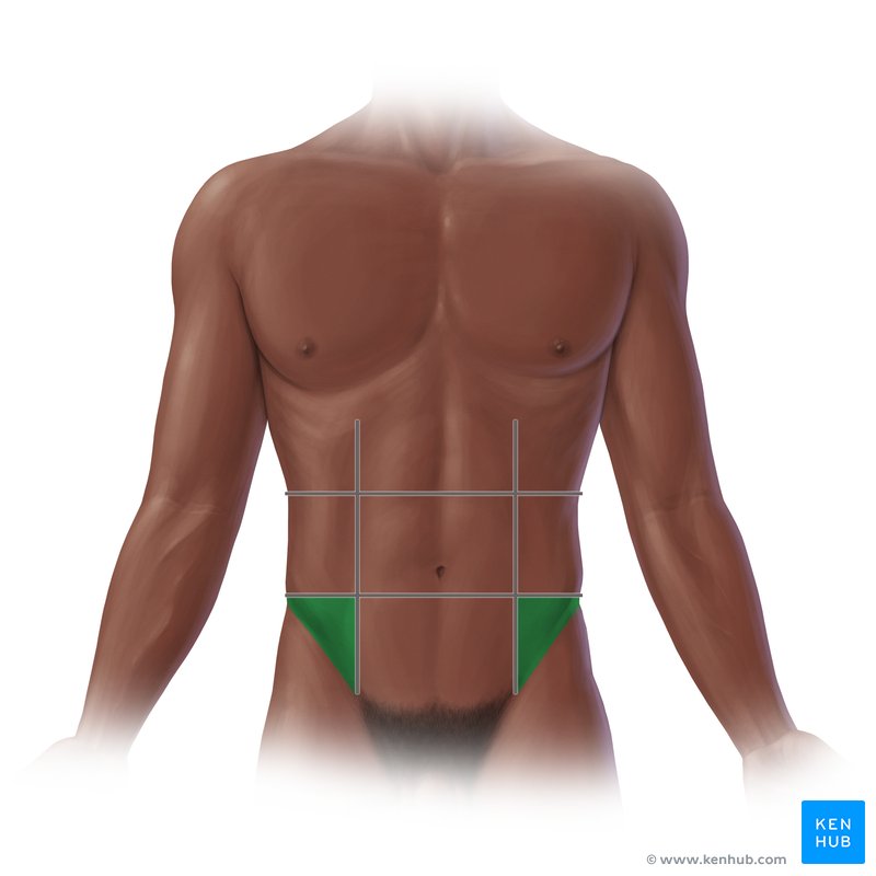<p>-small intestine, the descending colon, the sigmoid colon left ovary </p>