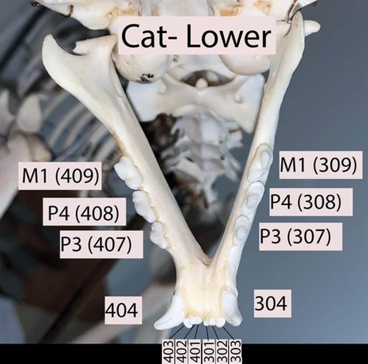 <p>What numbers in this image of the lower cat skull are the central incisors?</p>