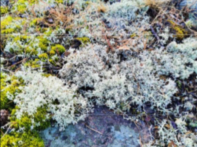 <p>Habitat: Skogs- och hällmark. </p><p>Övrigt: Fönsterlav som vi har i adventsljusstaken är en renlav. </p><p>En lav består av en svamp och en alg i ett mutualistiskt förhållande. De har fotosyntes och är producenter. </p>