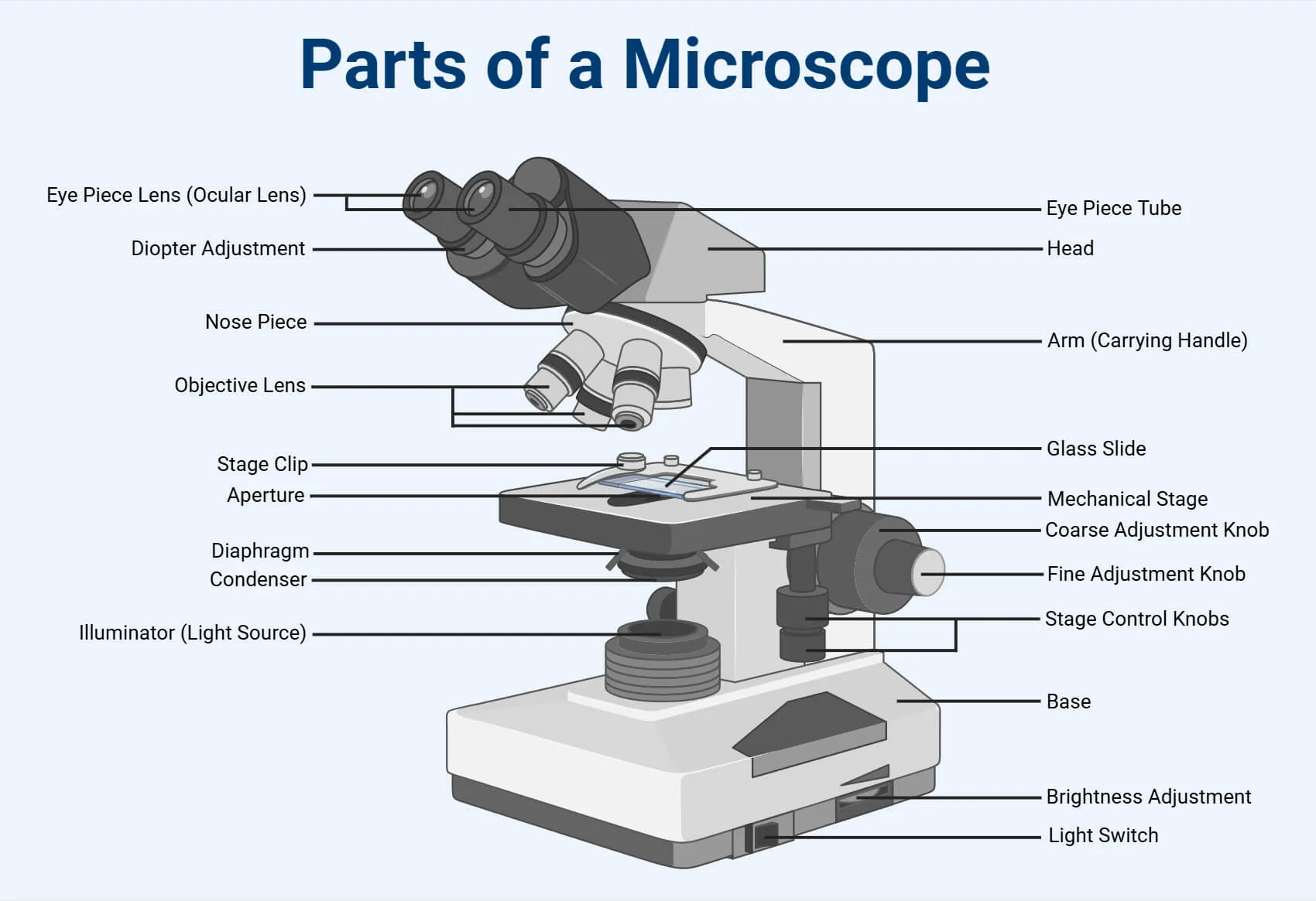 <p>Lenses closest to the specimen; common magnifications include 4X, 10X, 40X, and 100X.</p>
